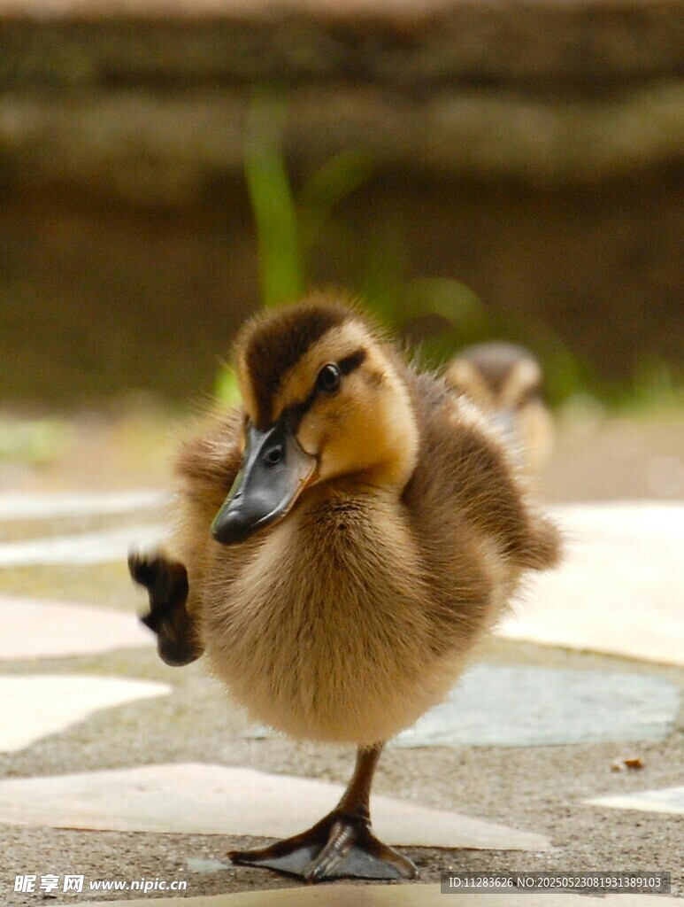 单脚站立的可爱小鸭子