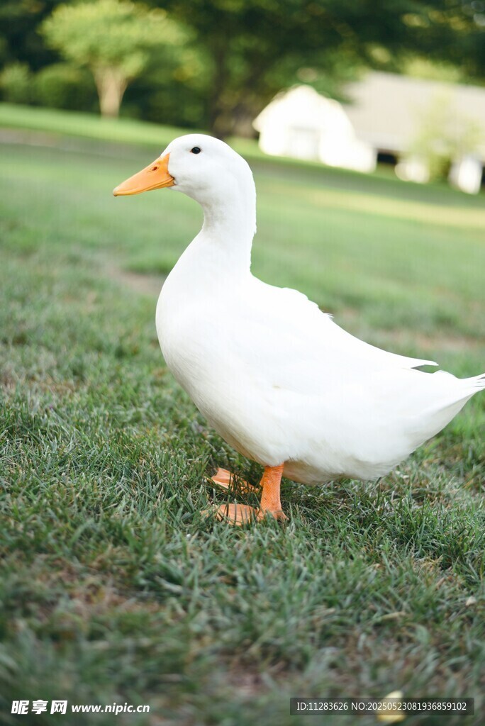 草地上的白色鸭子