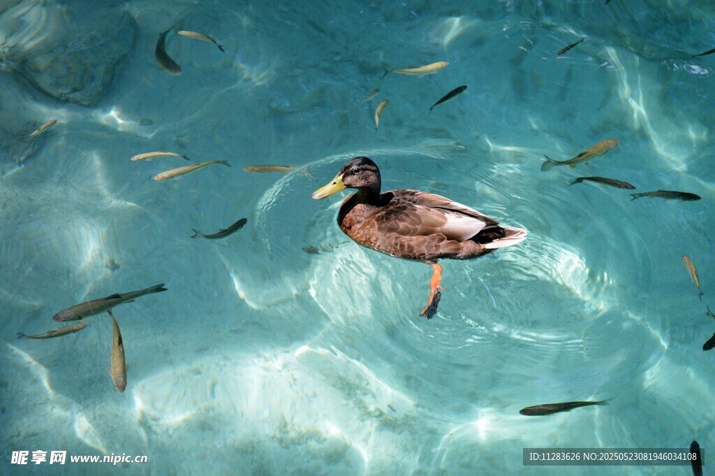 水中游鸭与群鱼共舞