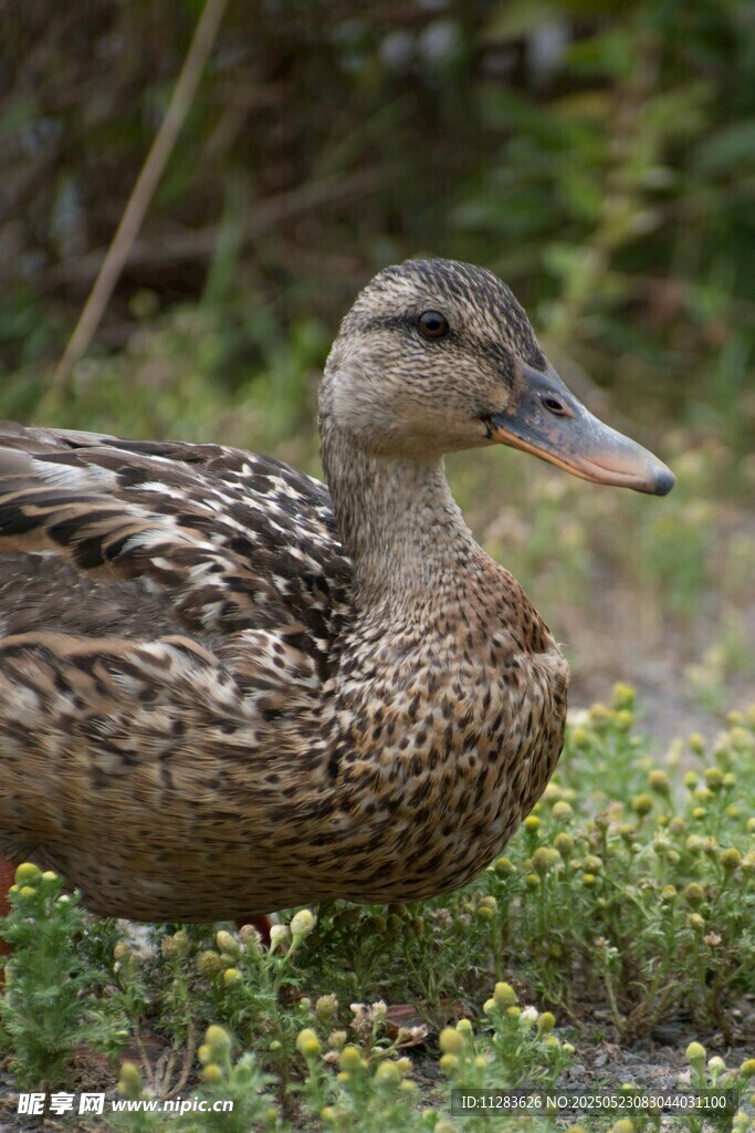 草丛中的棕色鸭子