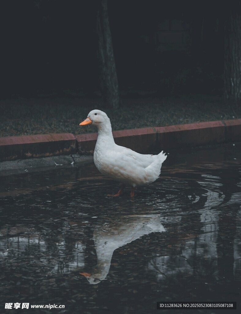 雨中漫步的白鸭