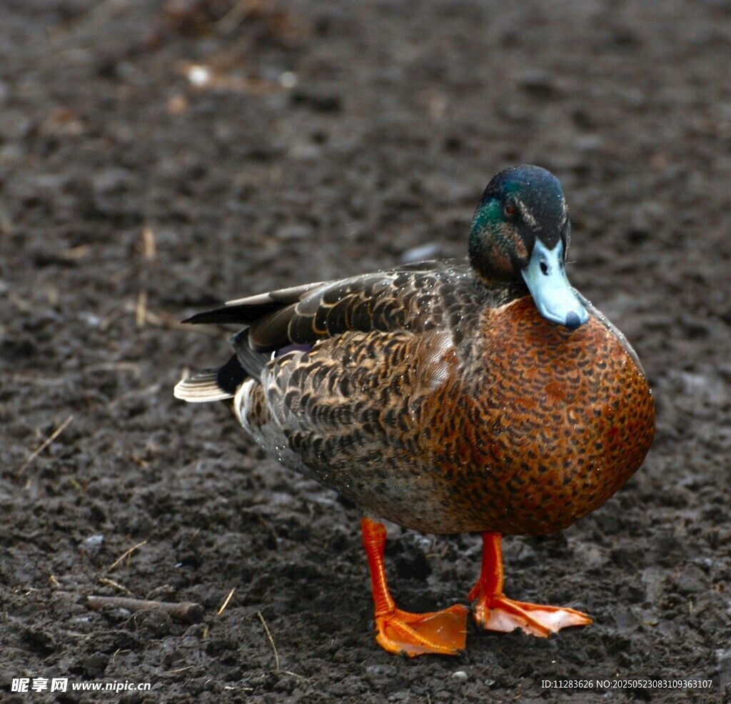 站在地面的多彩野鸭