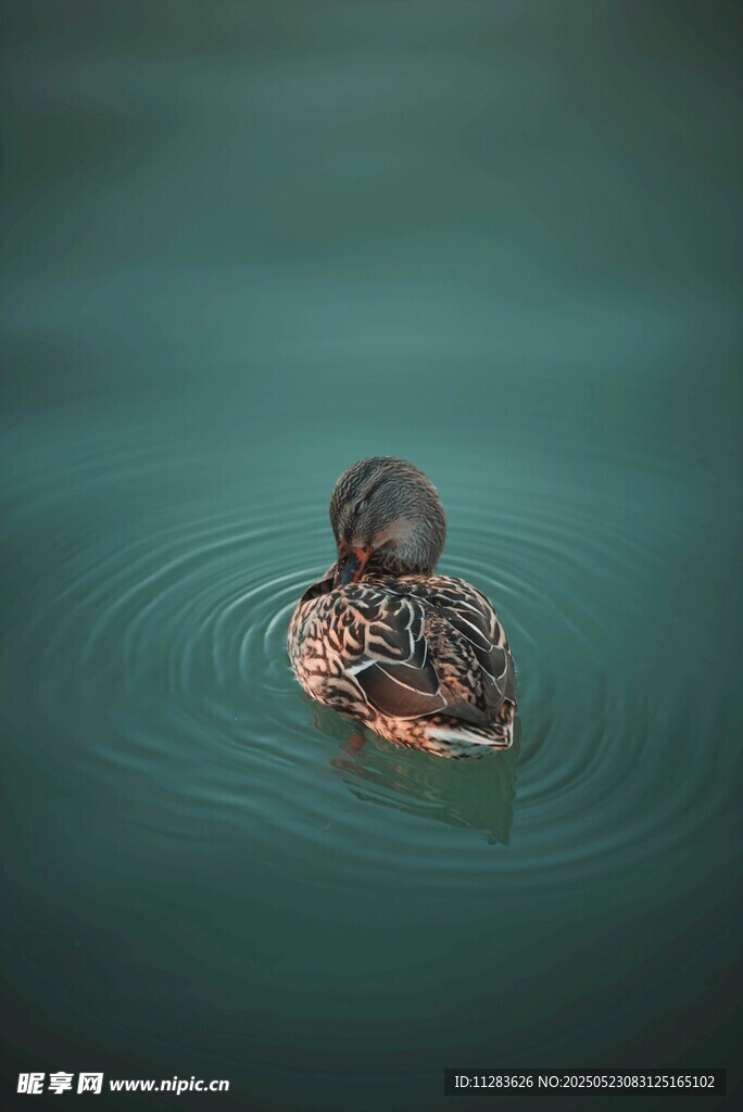 水中游弋的可爱小鸭子