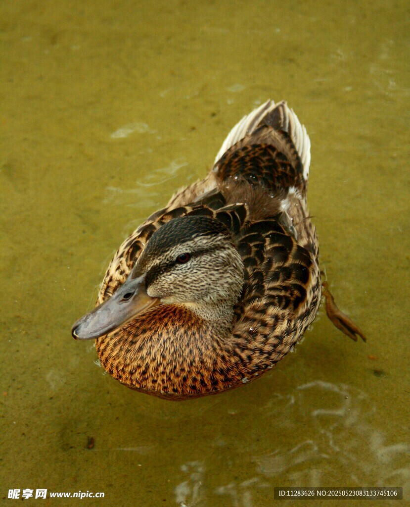 水中游弋的多彩野鸭
