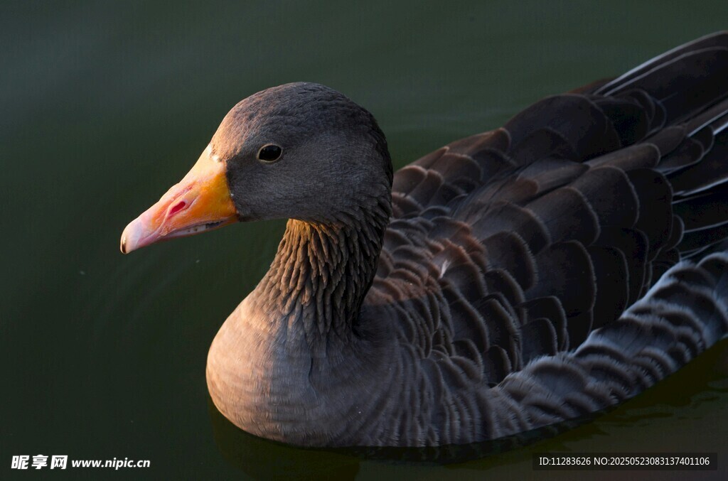 水面上的灰羽鸭子