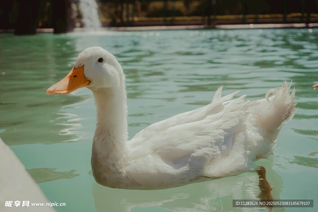 池塘中悠游的大白鹅
