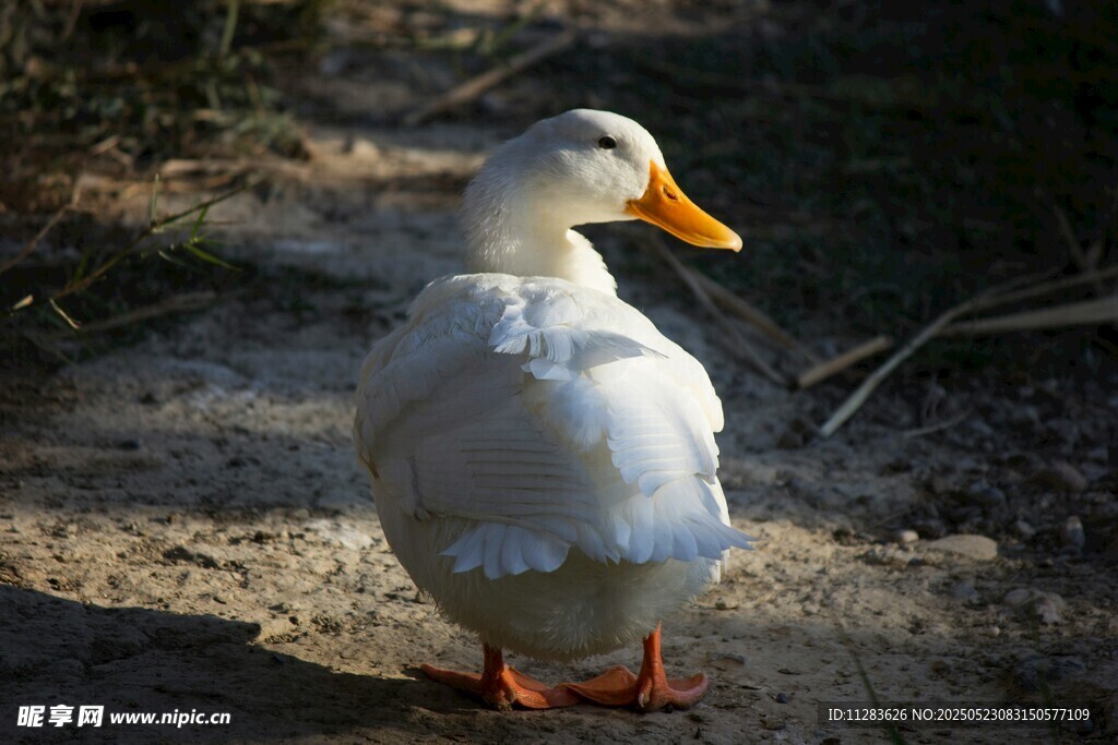 白鸭独立于地面