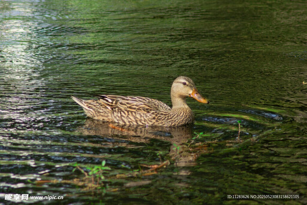 水中游弋的棕色鸭子
