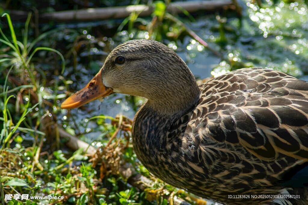 池塘边的斑纹鸭子