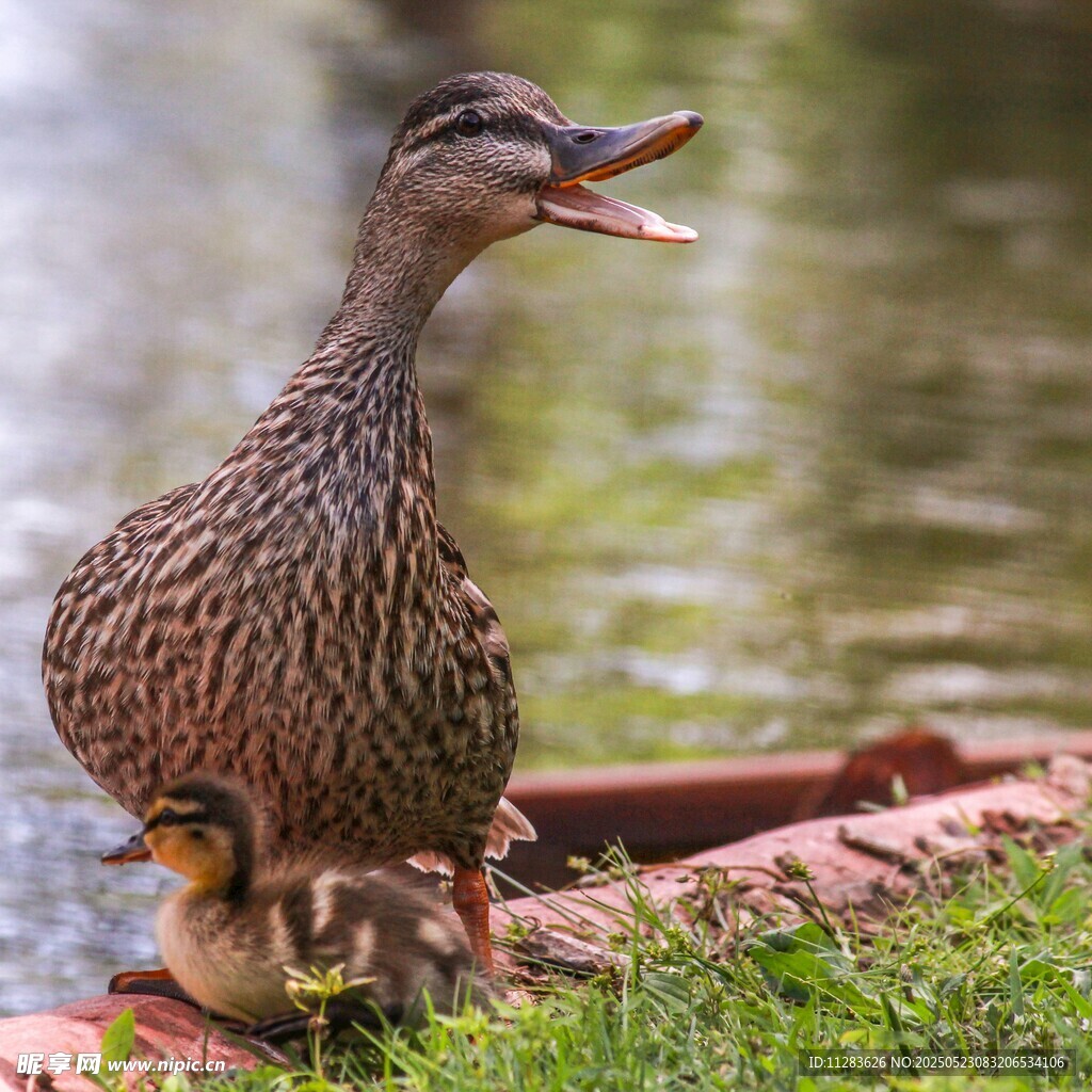母鸭带小鸭于水边休憩