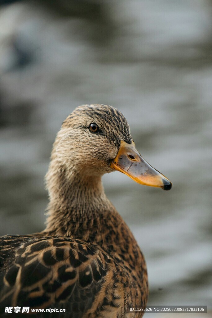 水边的斑点鸭子特写