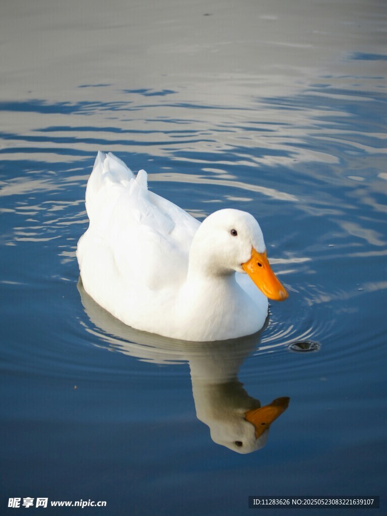 水中白鸭悠然自得