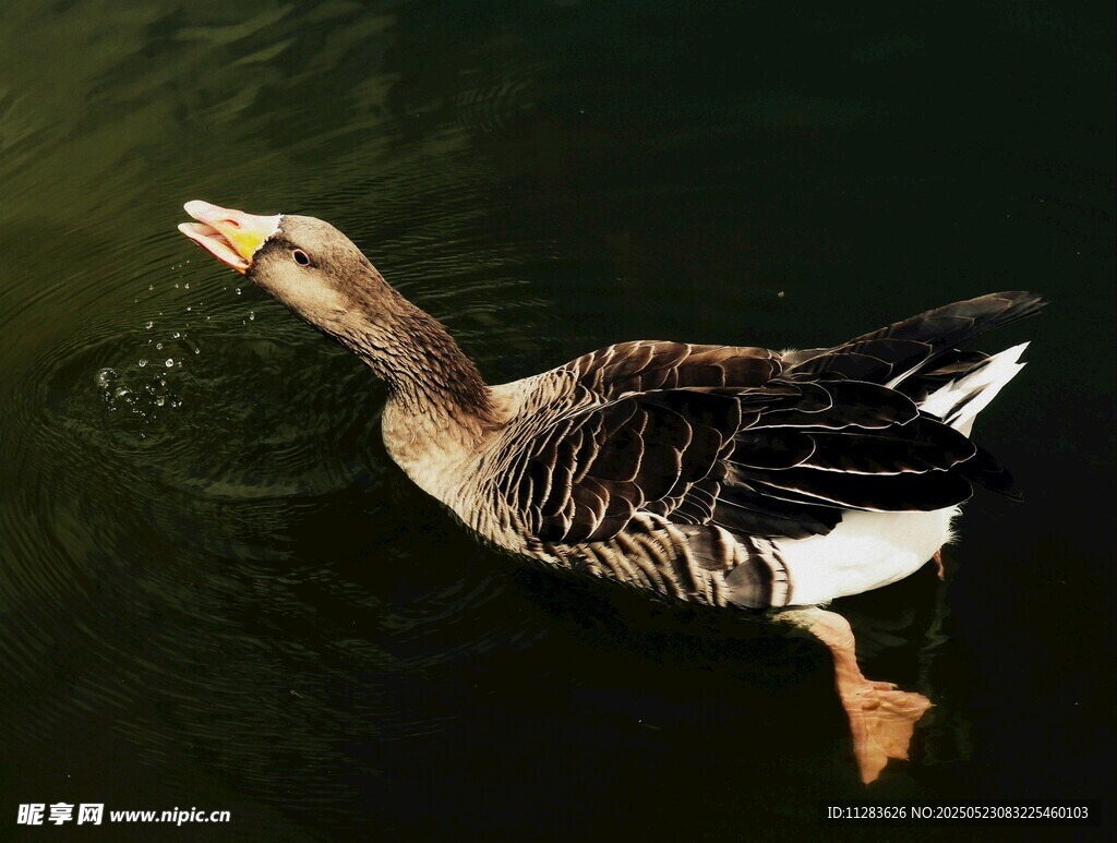 水中游弋的灰鹅