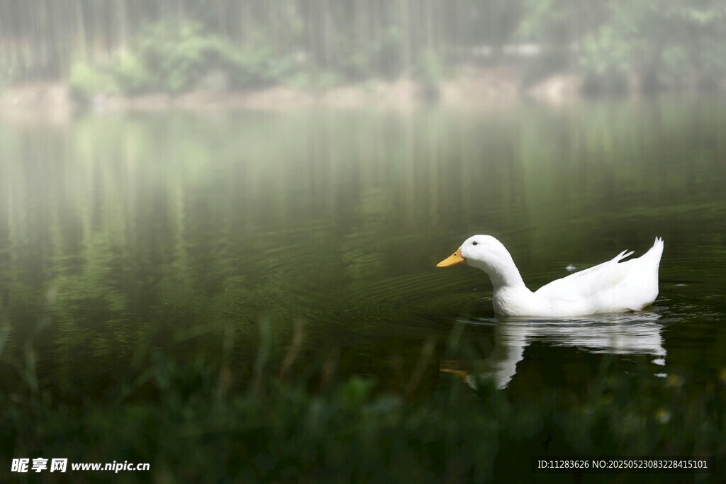 白鸭悠游于静谧湖面