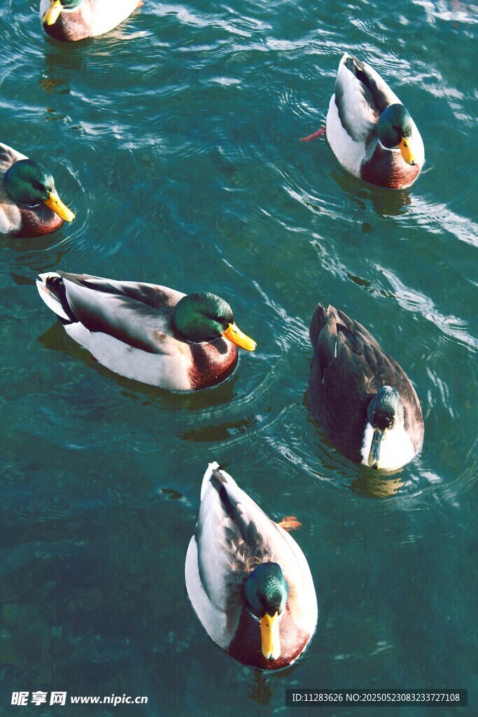 水中畅游的多彩野鸭