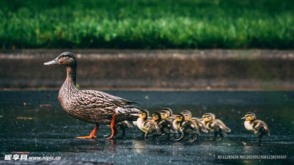 鸭妈妈带小鸭水中游