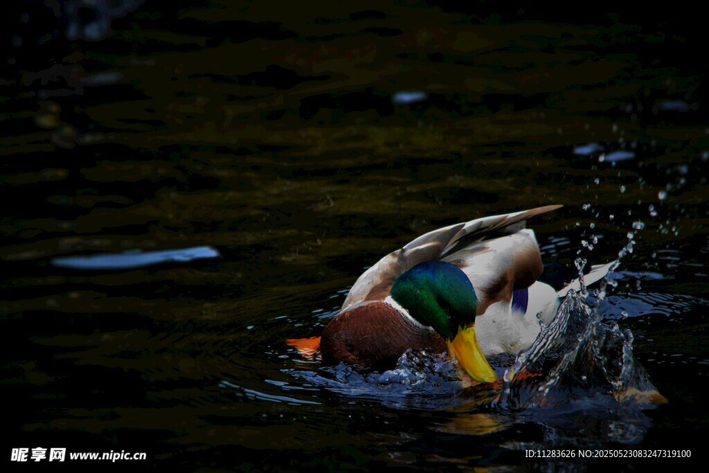 野鸭水中嬉戏溅起水花
