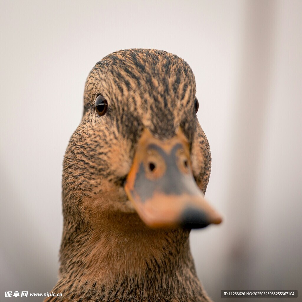 呆萌的鸭子头部