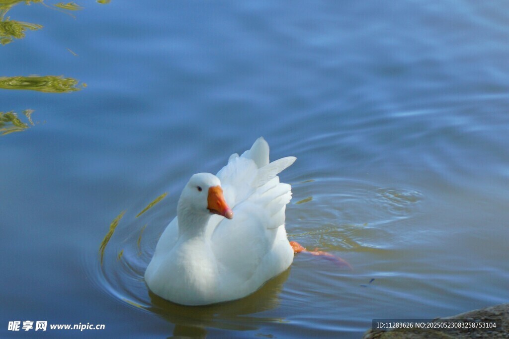 白鹅水中悠然游