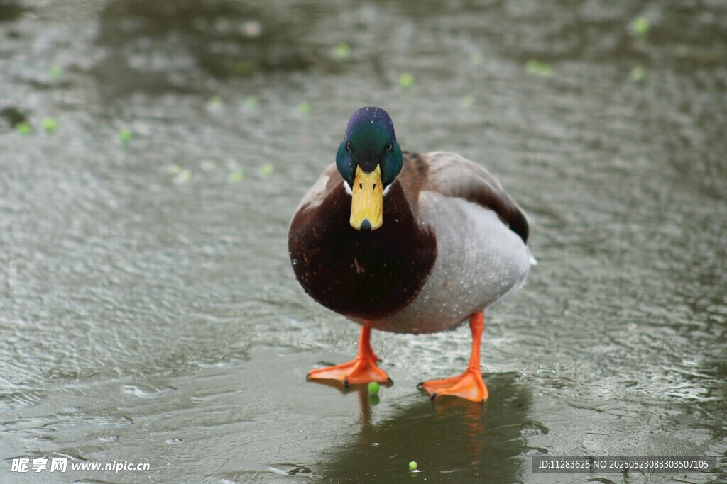 冰面上的绿头鸭