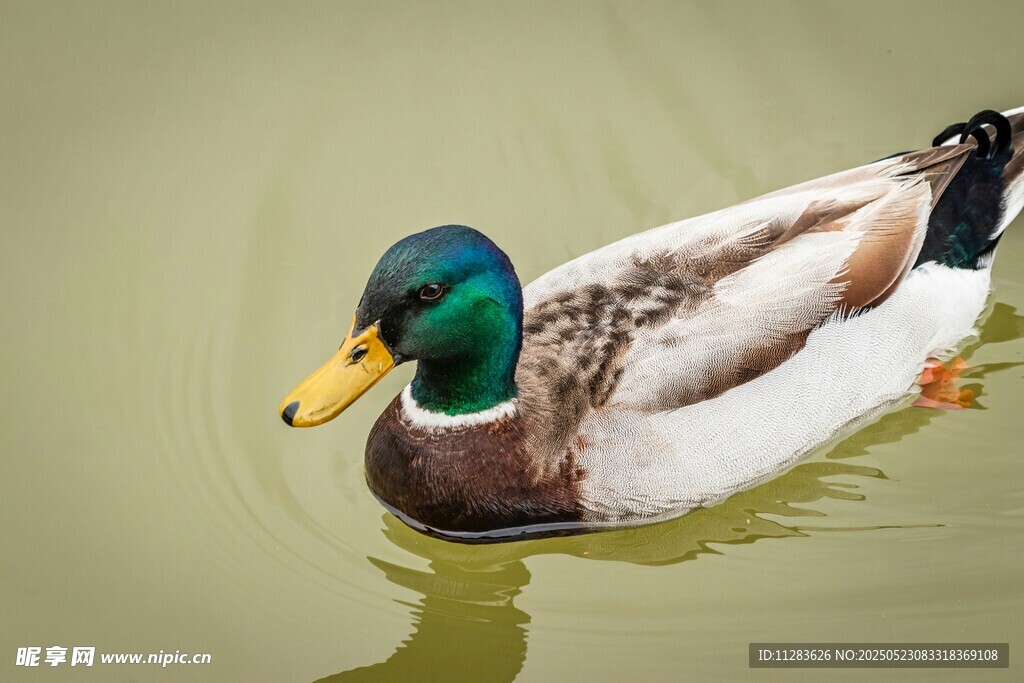 绿头鸭水中悠然游动