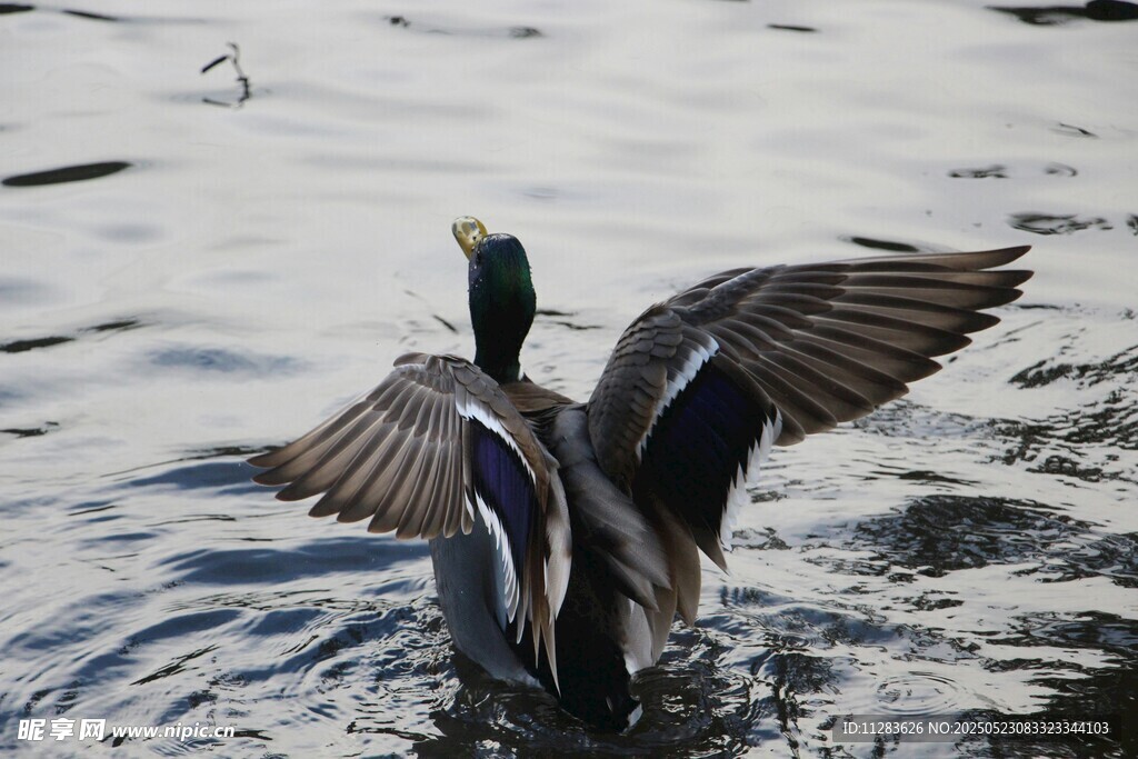 野鸭水中展翅