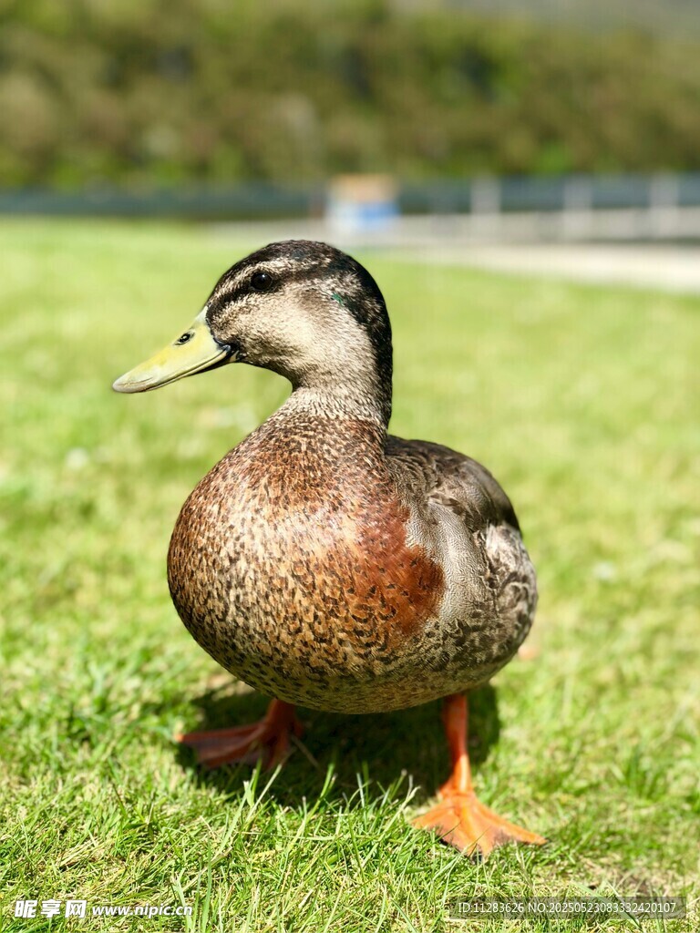草地上的单只鸭子