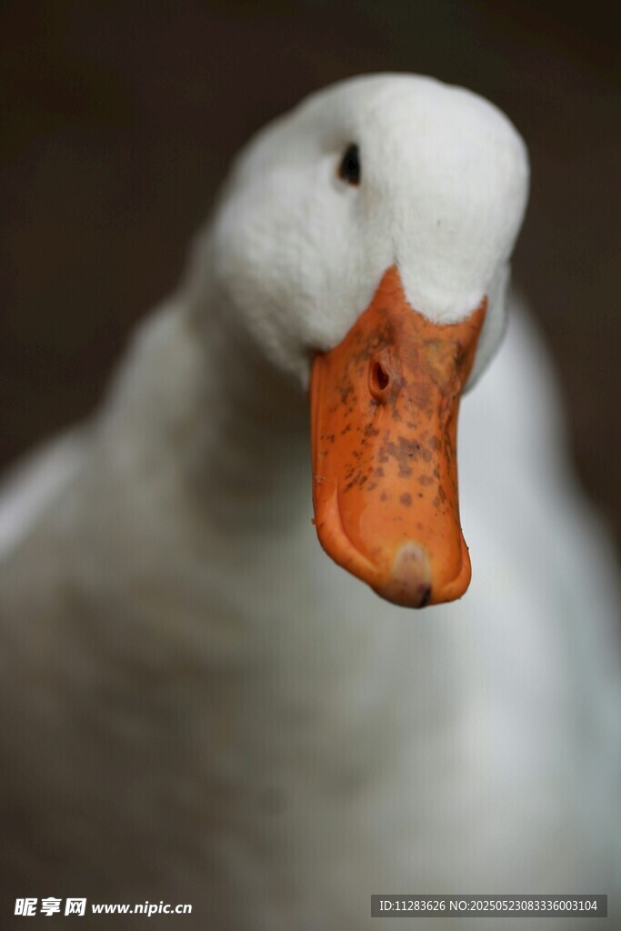 白鹅特写