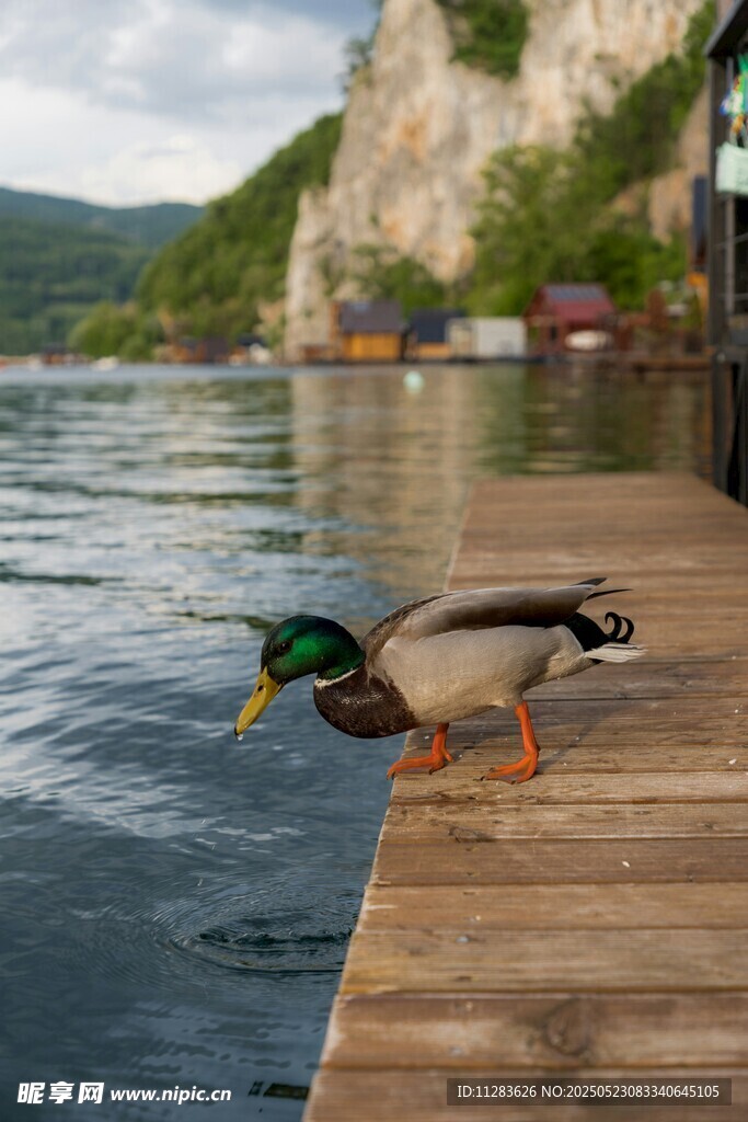 木栈道上的绿头鸭