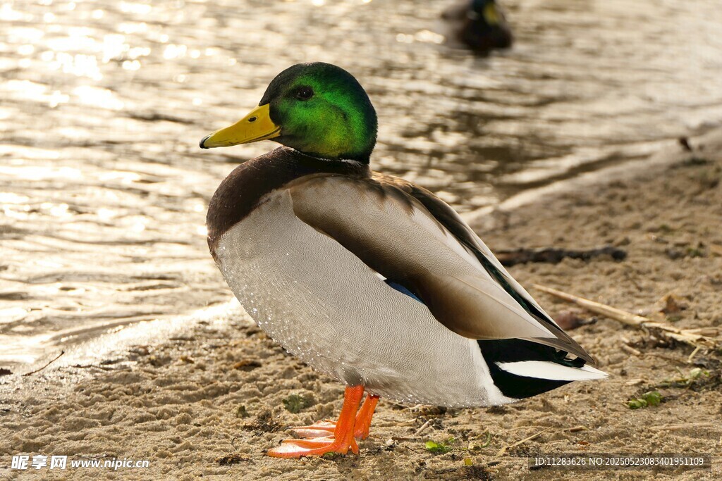 岸边绿头鸭