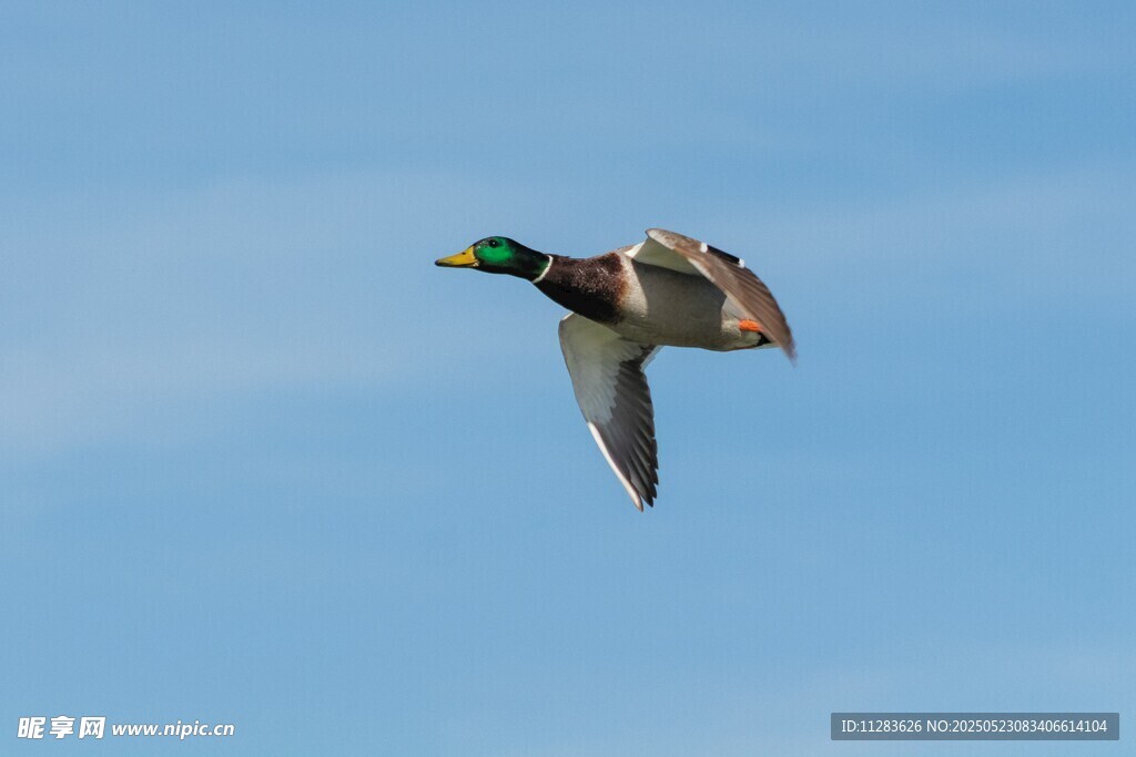 飞翔的绿头鸭