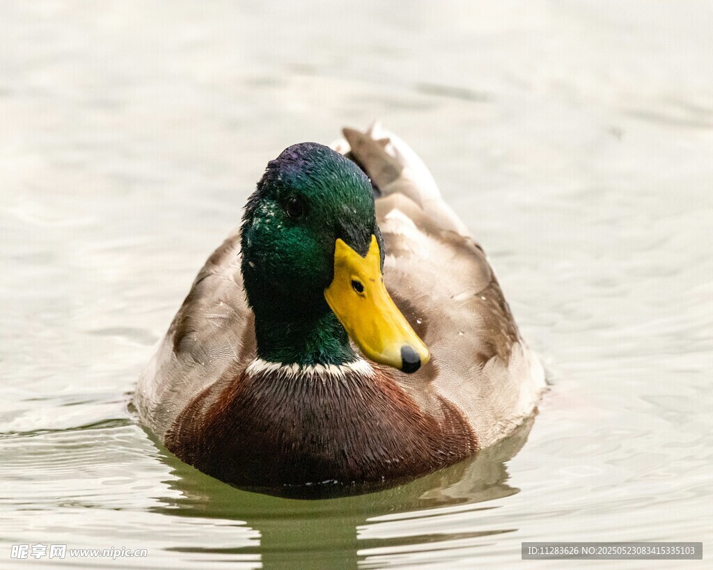 绿头鸭水中悠游