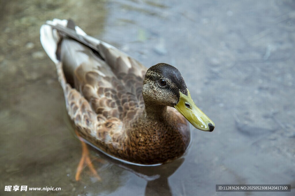 水中游弋的野鸭
