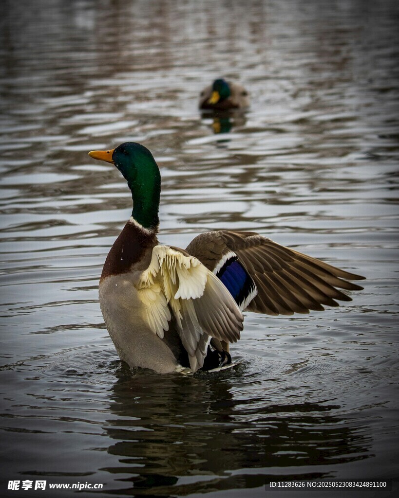 绿头鸭水中展翅