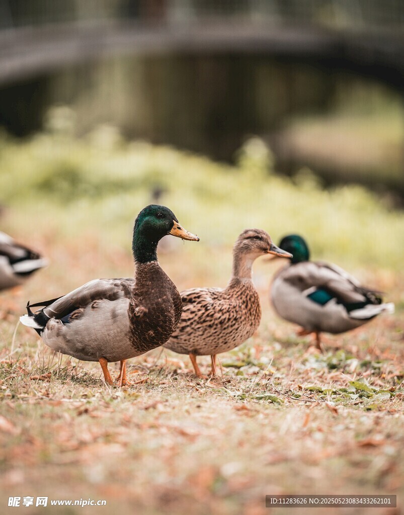 草地上的几只野鸭