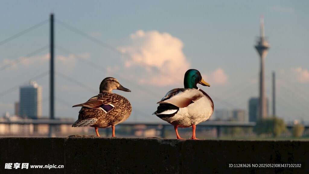 城市边休憩的两只鸭子