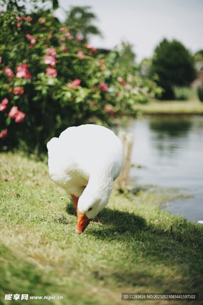草地白鹅低头觅食景象