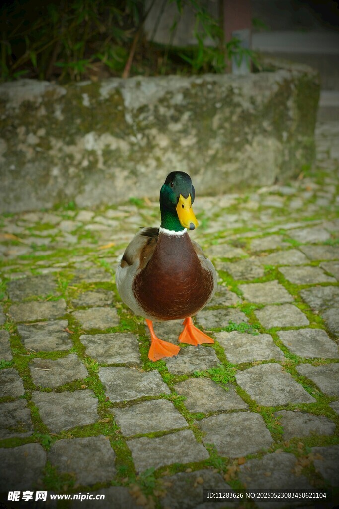 石板路上的绿头鸭