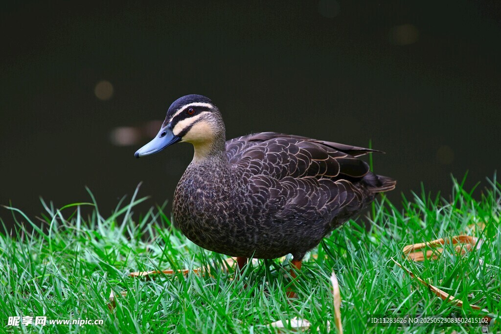 草地上的一只鸭子