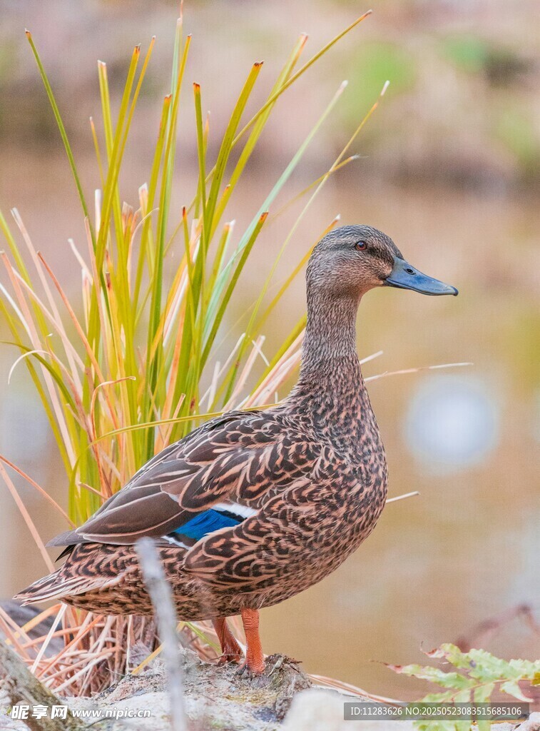 岸边栖息的美丽野鸭
