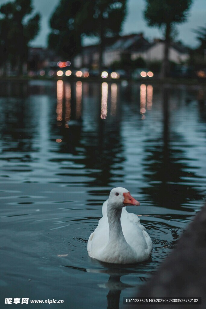湖畔白鹅悠然戏水