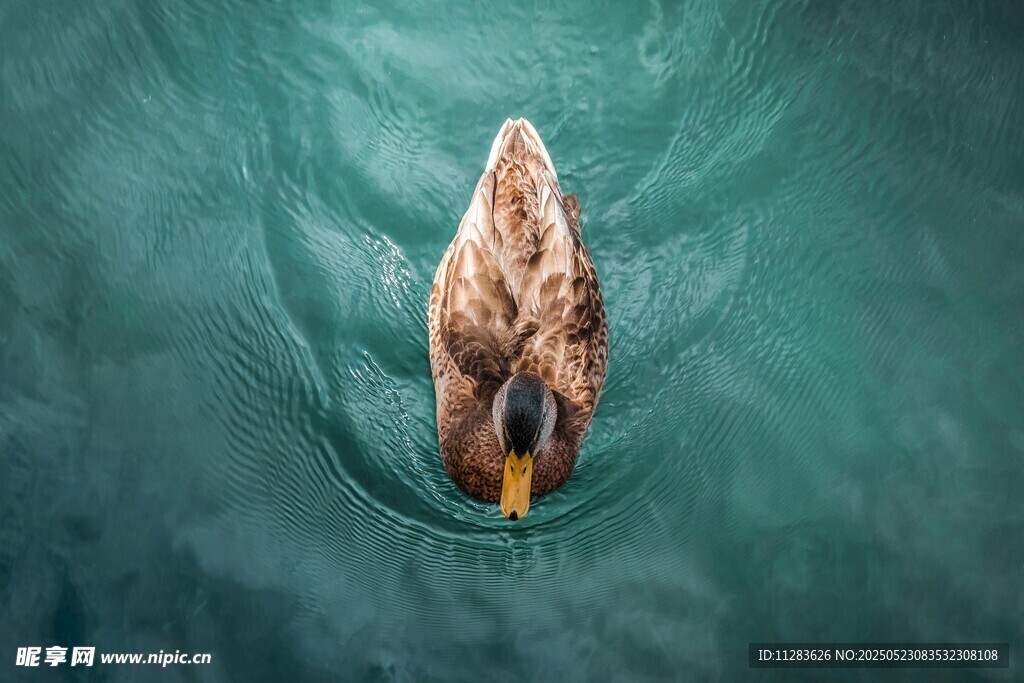 水中游弋的鸭子