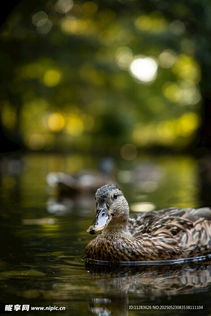 水中游弋的美丽野鸭
