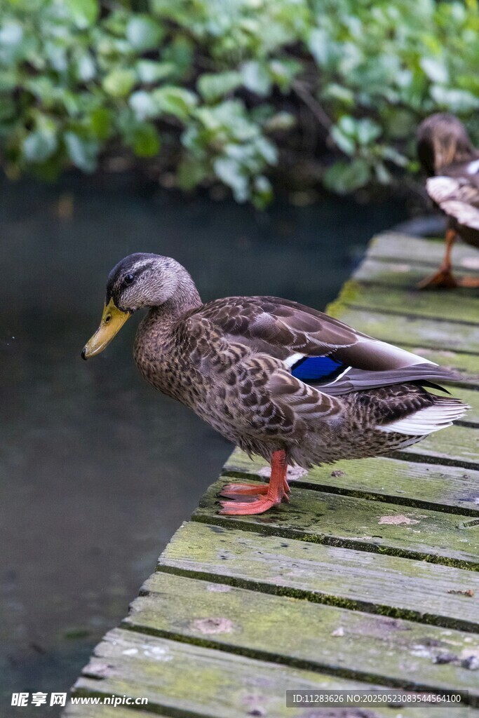 木栈道上的鸭子