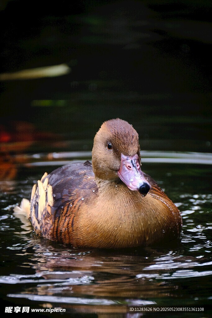 水中游弋的棕色鸭子
