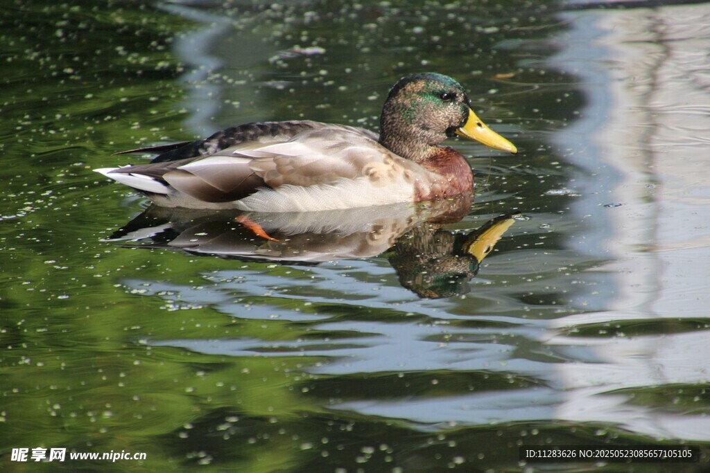 水中游弋的绿头鸭