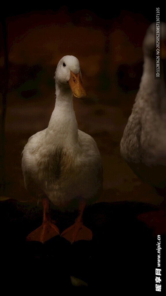 两只白鸭站立的画面