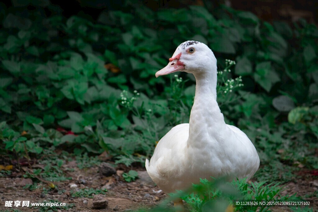 草地中的白色鸭子