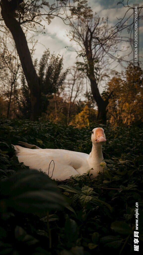 林中白裙女子的梦幻场景