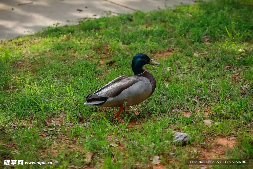 草地上的绿头鸭